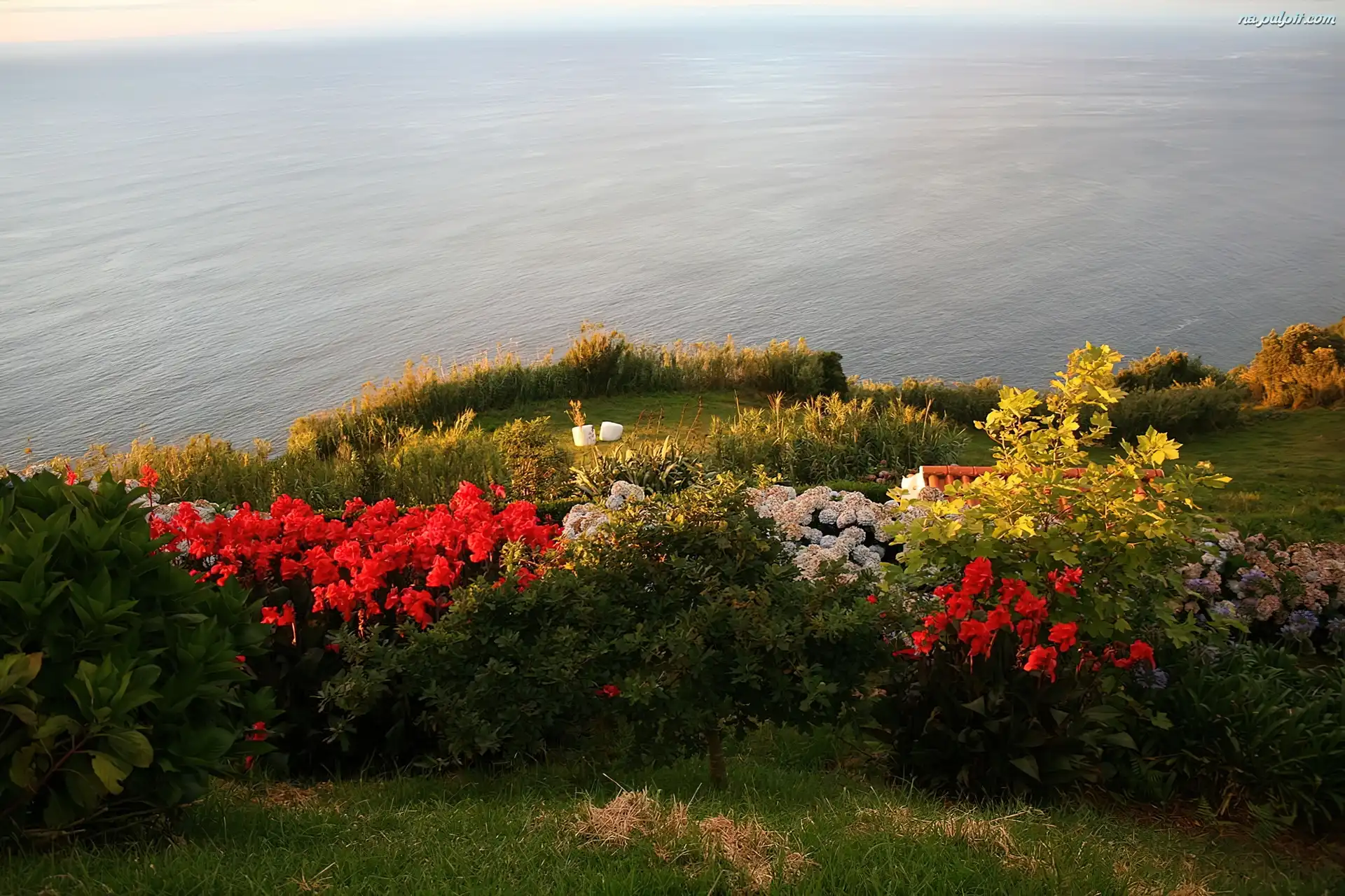 Portugalia, Kwiatki, Ocean, Azory